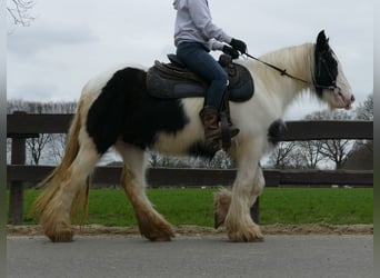 Gypsy Horse, Mare, 10 years, 13.2 hh, Pinto