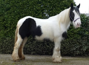 Gypsy Horse, Mare, 10 years, 13.2 hh, Pinto