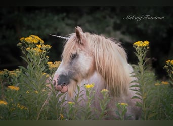 Tinker, Stute, 10 Jahre, 13,2 hh, Roan-Red