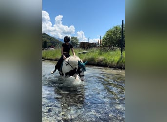 Gypsy Horse, Mare, 10 years, 13 hh, White