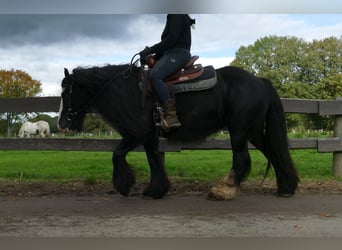 Gypsy Horse, Mare, 10 years, 13,1 hh, Black