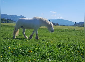 Gypsy Horse, Mare, 10 years, 13,2 hh