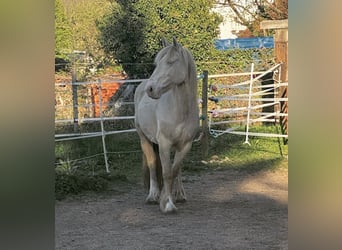 Gypsy Horse, Mare, 10 years, 14.1 hh, Cremello