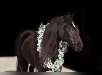 Gypsy Horse Mix, Mare, 10 years, 14.2 hh, Black