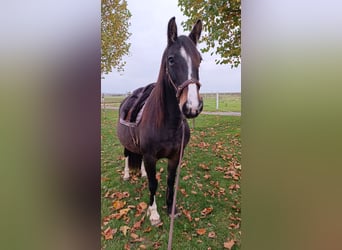 Gypsy Horse Mix, Mare, 10 years, 14,2 hh, Brown