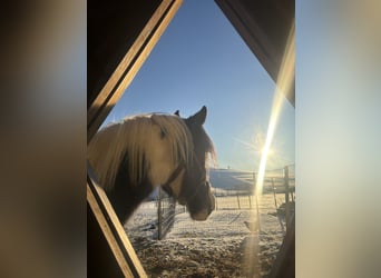 Gypsy Horse Mix, Mare, 10 years, 14,2 hh, Pinto