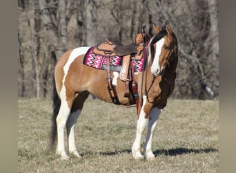 Gypsy Horse, Mare, 10 years, 14,3 hh, Dun