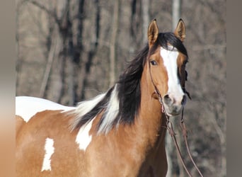 Gypsy Horse, Mare, 10 years, 14,3 hh, Dun