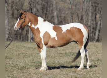 Gypsy Horse, Mare, 10 years, 14,3 hh, Dun