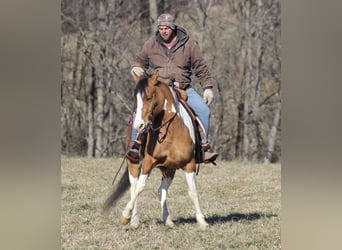 Gypsy Horse, Mare, 10 years, 14,3 hh, Dun