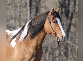 Gypsy Horse, Mare, 10 years, 14,3 hh, Dun