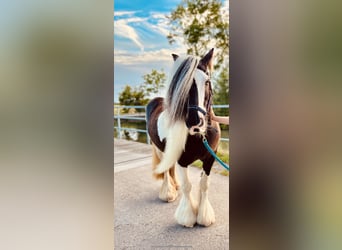 Gypsy Horse, Mare, 10 years, 14 hh