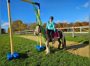 Gypsy Horse, Mare, 10 years, 14 hh, Pinto