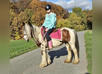 Gypsy Horse, Mare, 10 years, 14 hh, Pinto