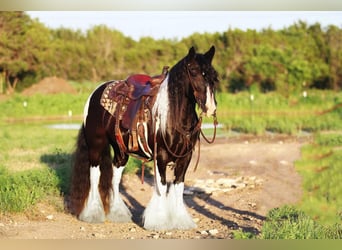 Gypsy Horse, Mare, 10 years, 14 hh