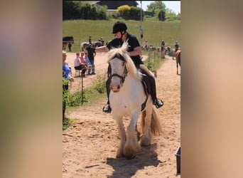 Gypsy Horse, Mare, 10 years, 15.1 hh, Pinto