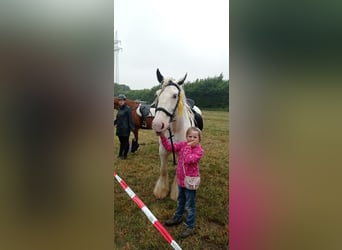 Gypsy Horse, Mare, 10 years, 15.1 hh, Pinto