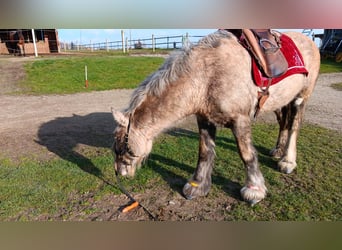 Gypsy Horse, Mare, 10 years, 15,2 hh, Palomino