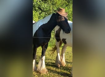 Gypsy Horse, Mare, 10 years, Pinto