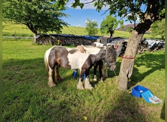 Gypsy Horse, Mare, 10 years, Pinto