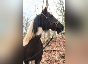 Gypsy Horse Mix, Mare, 11 years, 12,1 hh