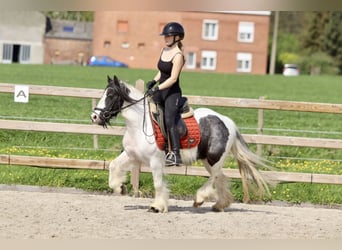 Gypsy Horse, Mare, 11 years, 12.1 hh, Pinto