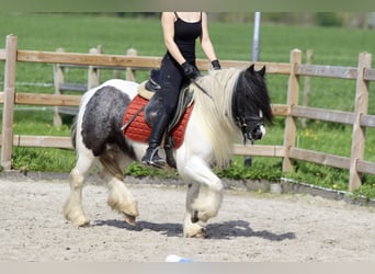 Gypsy Horse, Mare, 11 years, 12.1 hh, Pinto