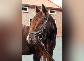 Gypsy Horse, Mare, 11 years, 12.2 hh, Bay-Dark