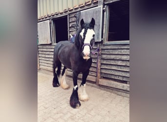 Gypsy Horse, Mare, 11 years, 12,2 hh, Black