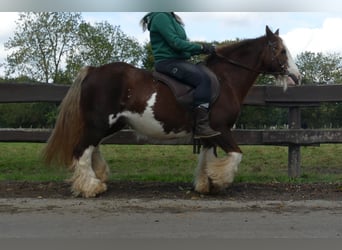 Gypsy Horse, Mare, 11 years, 12.2 hh, Chestnut-Red