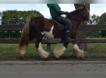Gypsy Horse, Mare, 11 years, 12.2 hh, Chestnut-Red