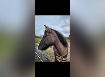 Gypsy Horse Mix, Mare, 11 years, 13,1 hh, Grullo