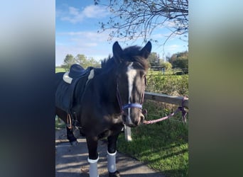 Gypsy Horse Mix, Mare, 11 years, 13,2 hh, Black