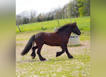 Gypsy Horse, Mare, 11 years, 13.2 hh, Smoky-Black