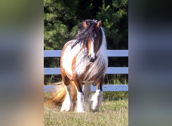 Gypsy Horse Mix, Mare, 11 years, 13.2 hh
