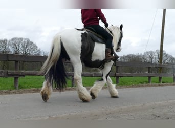 Gypsy Horse, Mare, 11 years, 13 hh, Pinto