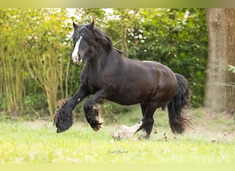 Gypsy Horse, Mare, 11 years, 13,1 hh, Black
