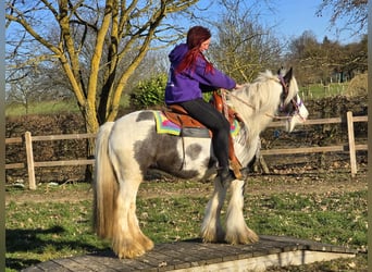 Gypsy Horse, Mare, 11 years, 13,2 hh, Pinto