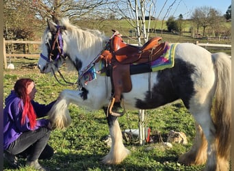 Gypsy Horse, Mare, 11 years, 13,2 hh, Pinto