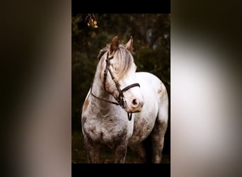 Gypsy Horse, Mare, 11 years, 14.1 hh, Gray