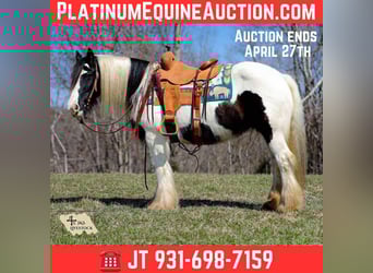 Gypsy Horse, Mare, 11 years, 14.1 hh, Tobiano-all-colors