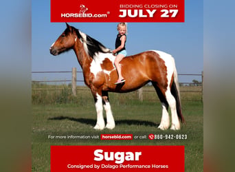 Gypsy Horse Mix, Mare, 11 years, 14 hh, Pinto