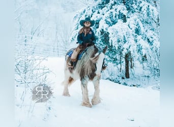 Gypsy Horse, Mare, 11 years, 14 hh