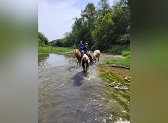 Gypsy Horse, Mare, 11 years, 14,1 hh, Pinto