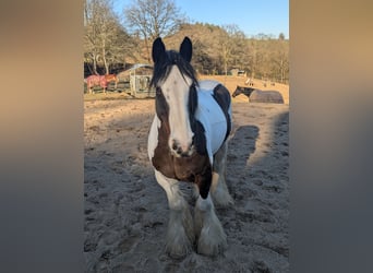 Gypsy Horse, Mare, 11 years, 14,2 hh, Pinto