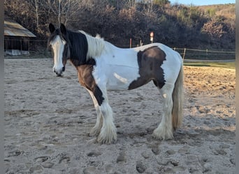 Gypsy Horse, Mare, 11 years, 14,2 hh, Pinto