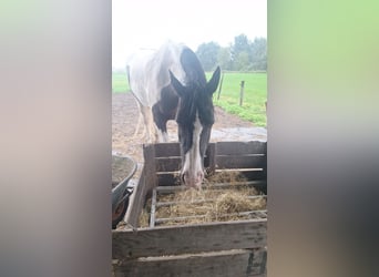 Gypsy Horse Mix, Mare, 11 years, 15.2 hh, Pinto