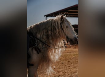 Gypsy Horse, Mare, 11 years, 15 hh, Cremello