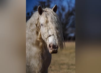 Gypsy Horse, Mare, 11 years, 15 hh, Cremello