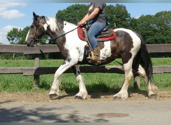 Gypsy Horse Mix, Mare, 11 years, 15,2 hh, Pinto